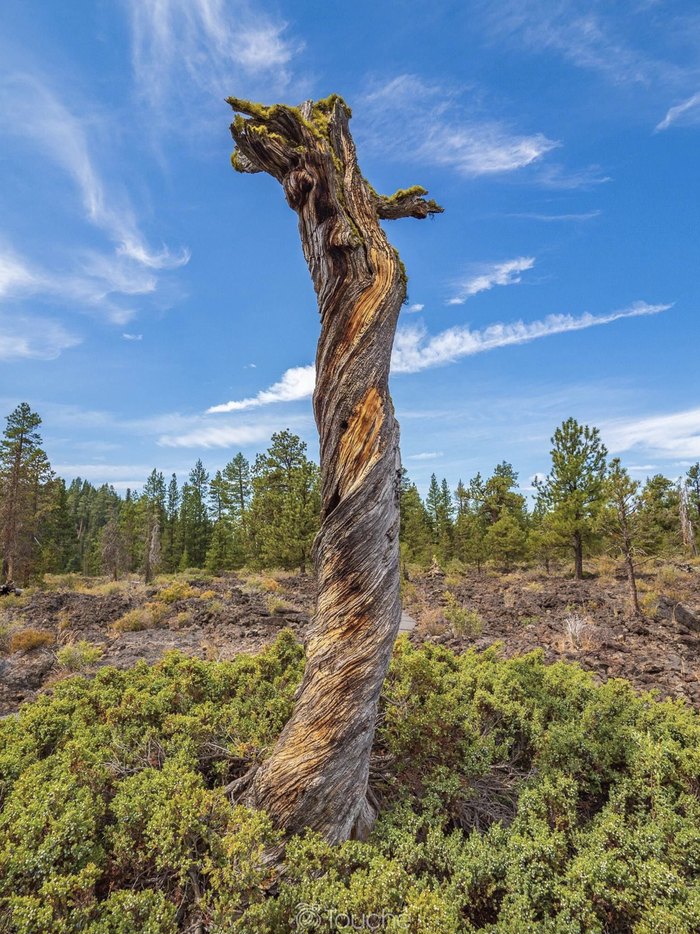 lava cast forest