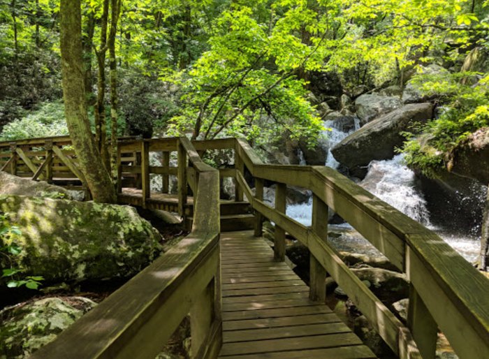 are dogs allowed in north carolina state parks