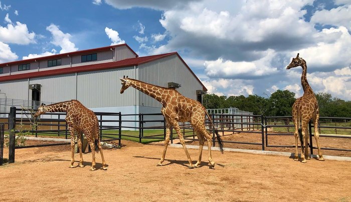 giraffe safari in texas