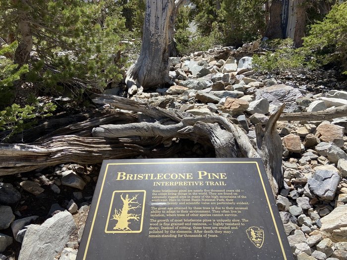 Hike To The Oldest Trees In America At A National Park In Nevada 