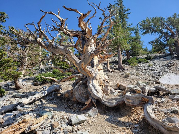 Hike To The Oldest Trees In America At A National Park In Nevada 
