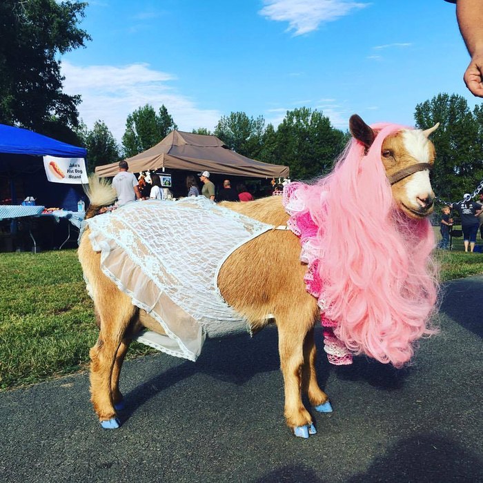 This Quirky Goat Festival In Arkansas Will Be Overflowing With Fun