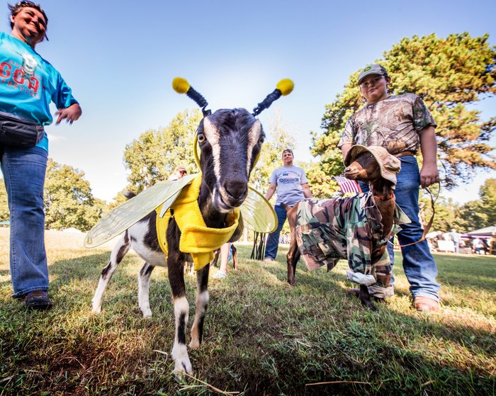 This Quirky Goat Festival In Arkansas Will Be Overflowing With Fun