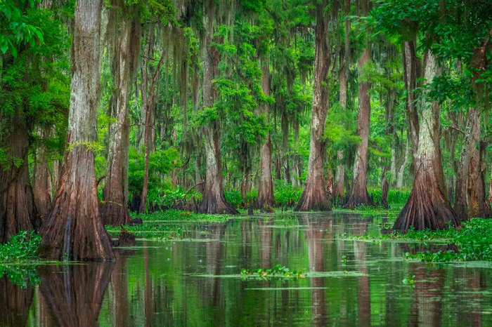 This Kayak Swamp Tour In Louisiana Is One Of A Kind