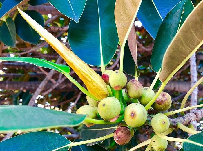 Santa Barbara Has One Of The Oldest Trees In Southern California   Figs 