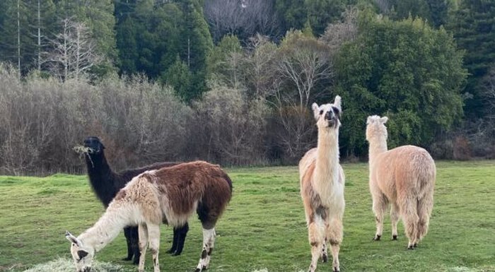 4H Spitters Club — % Llama Alpaca Hikes near me