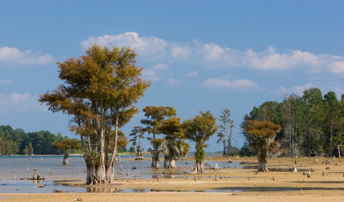 Unique Things To Do at Lake Moultrie, South Carolina