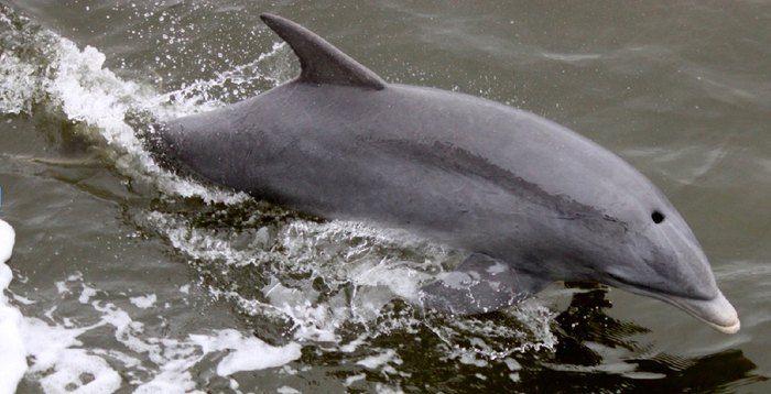 Go on a Dolphin Tour - Beach-Themed Day Trip in South Carolina