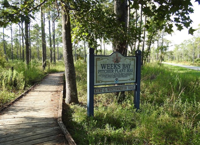 Weeks Bay Pitcher Plant Bog: A Peaceful Hike In Alabama