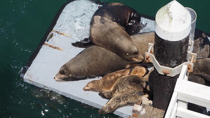 Visit Santa Cruz Wharf In Northern California