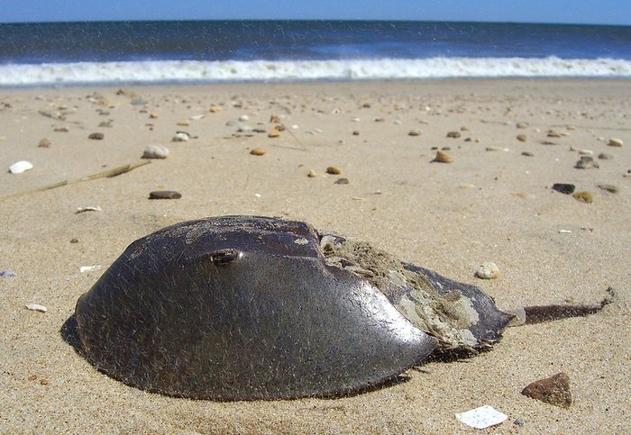 largest horseshoe crab in the world