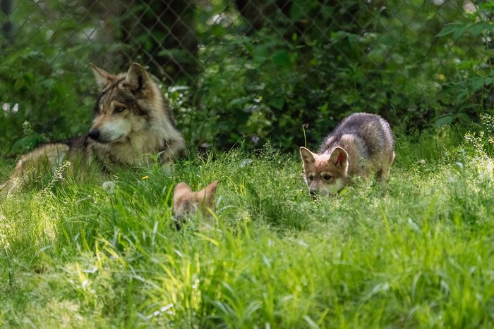 Visit This Endangered Wolf Sanctuary In Missouri