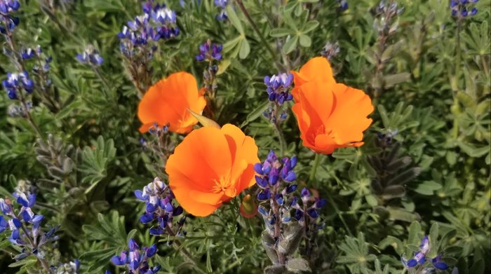 California Poppy Festival ™