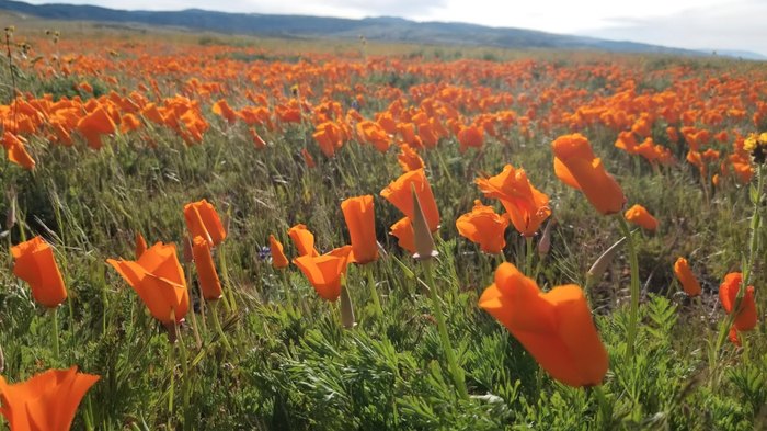 Poppies Festival to be held month-long as poppies bloom