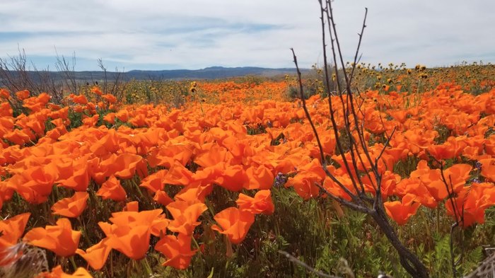 Celebrate Poppies At This Flower Festival In Southern California