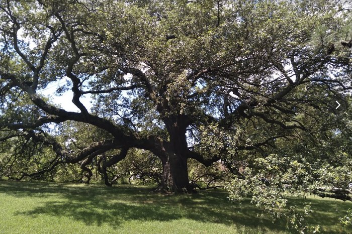 Emancipation Oak In Virginia Is An Ancient Oak Tree