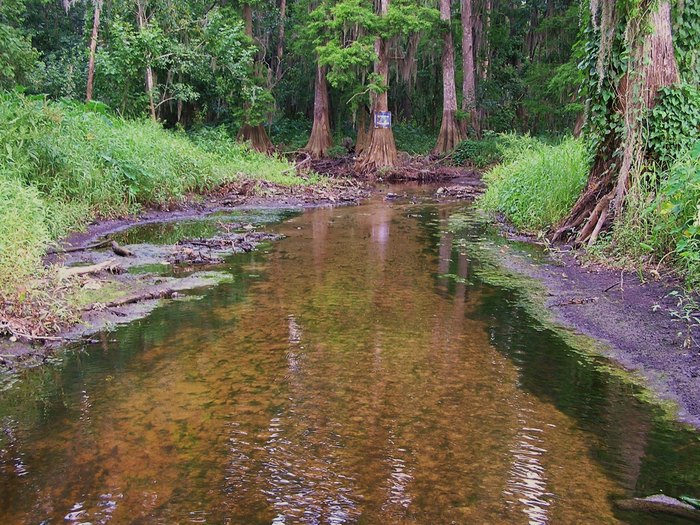 Search For Fossils At Peace River In Florida