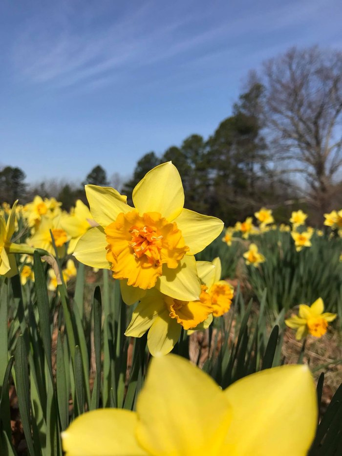 You'll Love The Vibrant Wye Mountain Daffodil Festival In Arkansas
