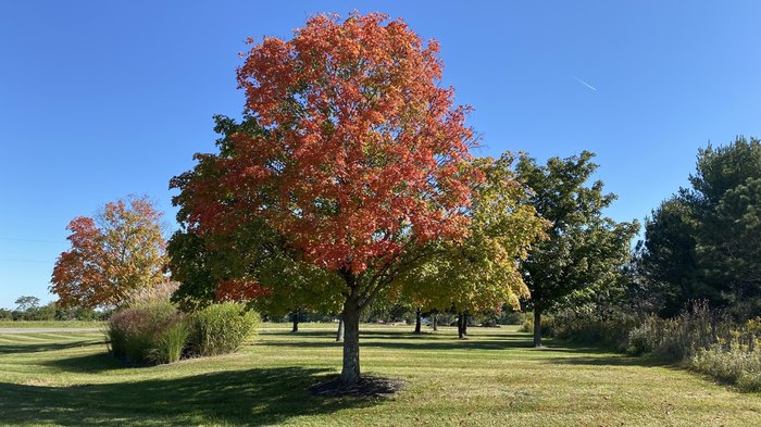 This Ohio State Park Has A Sycamore Tree You Can Step Inside