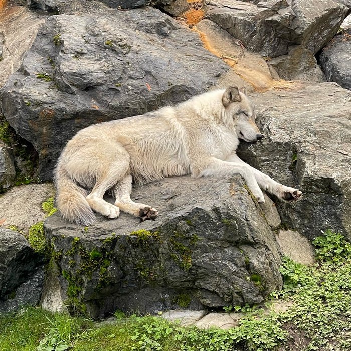 Gray Wolf - Cougar Mountain Zoo