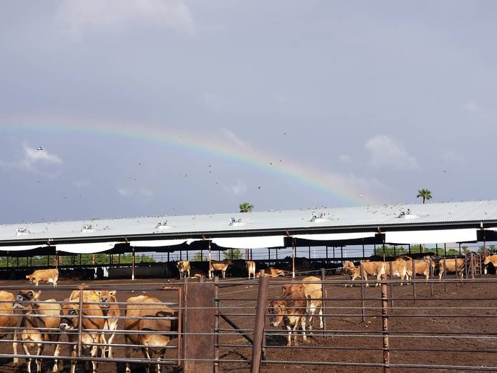 Local and Delicious Dairy - Nevada Dairy Farmers