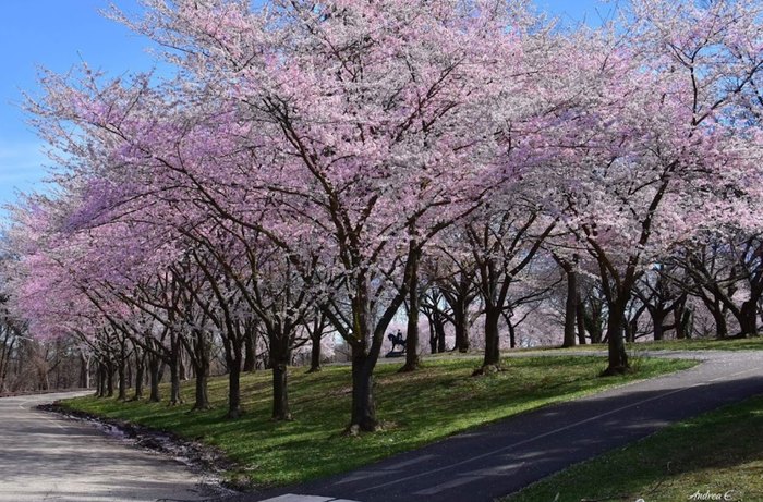 The Wizards will open a Cherry Blossom-themed pop up store this