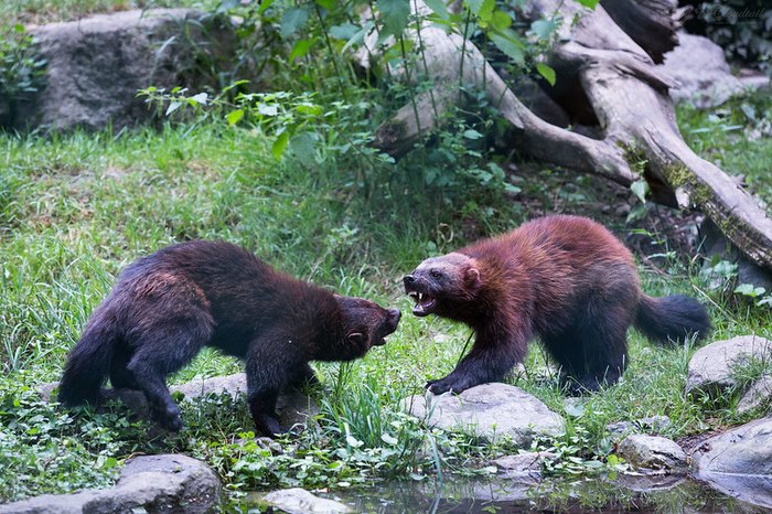 The Historic Reason Why Michigan Is Called The Wolverine State