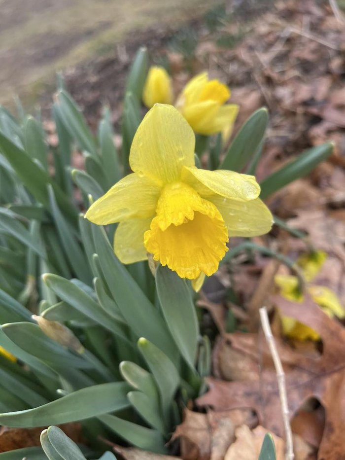 Daffodil Day One Of The Best Spring Festivals In New Jersey