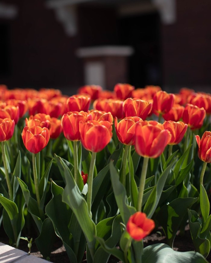 A Spectacular Iowa Tulip Festival Is Coming To Orange City