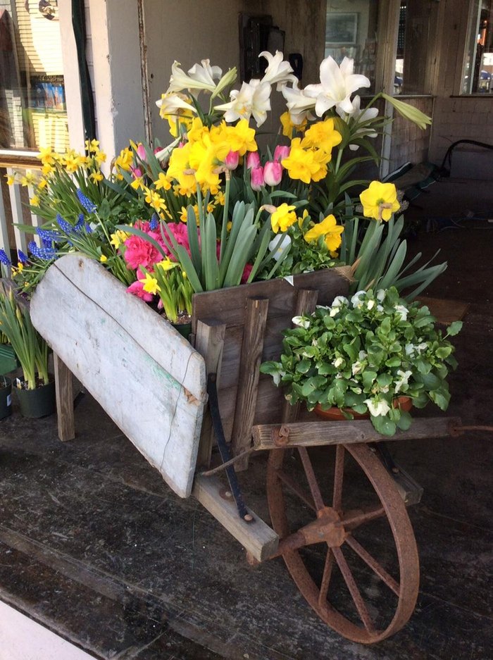 Celebrate Spring At Daffodil Days In Newport, Rhode Island