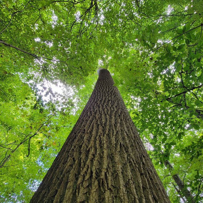 The Meltzer Woods Is One Of Indiana's Oldest Natural Landmarks