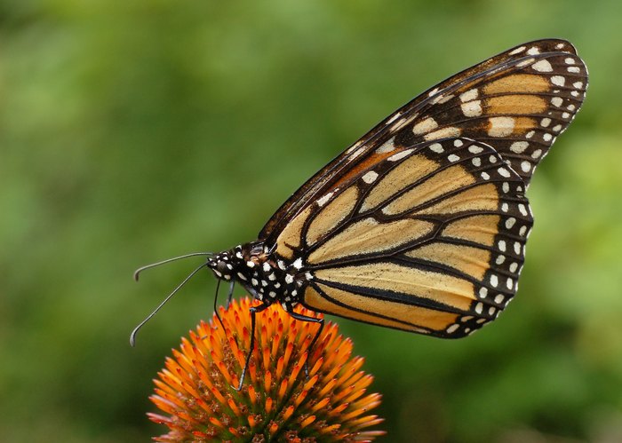 Watch For Monarch Butterflies In New Jersey This Spring