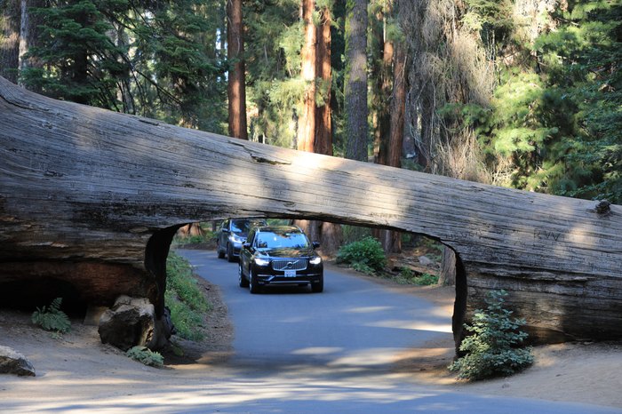 Giant Sequoia Tree And Car 