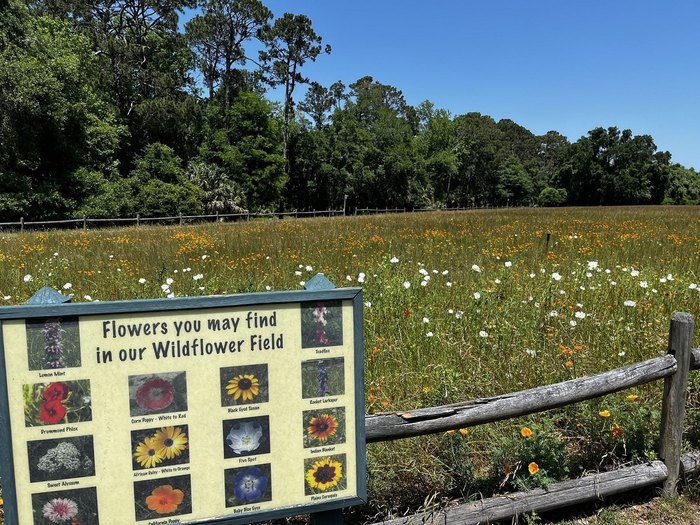 Wildflower Field in South Carolina at Sea Pines Forest Preserve