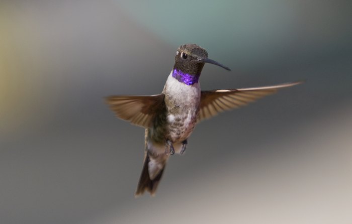 Black-chinned Hummingbird in mid-flight with selective focusing.