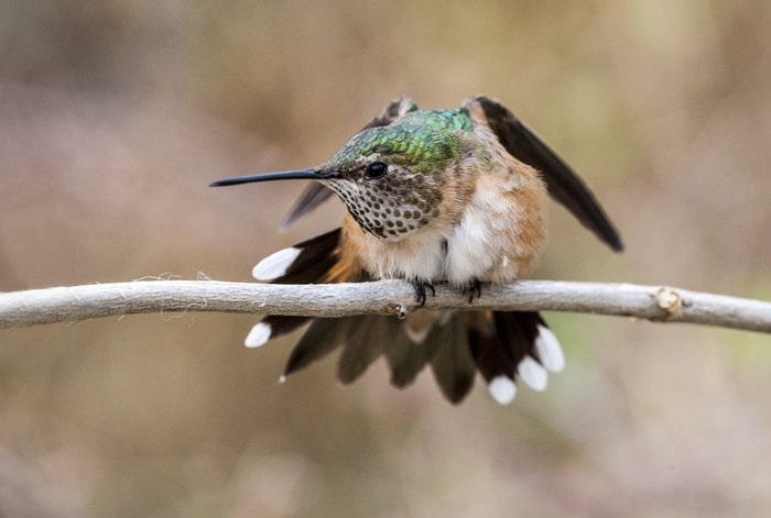 Broad-tailed Hummingbird (Selasphorus platycercus) female with tail feathers spread. The male has a rose red throat. The female has speckled throat and pale cinnamon on the flanks. Southern and Central Rockies and the Great Basin Mountains. Sonoran desert, Arizona.