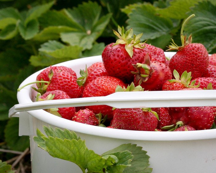 You Can't Miss The Crawfordsville Strawberry Festival In Indiana