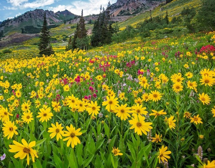 Summer Festival In Utah The Wasatch Wildflower Festival