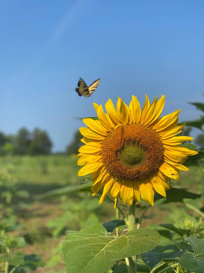 Attend The Annual Liberty Mills Sunflower Festival In Virginia