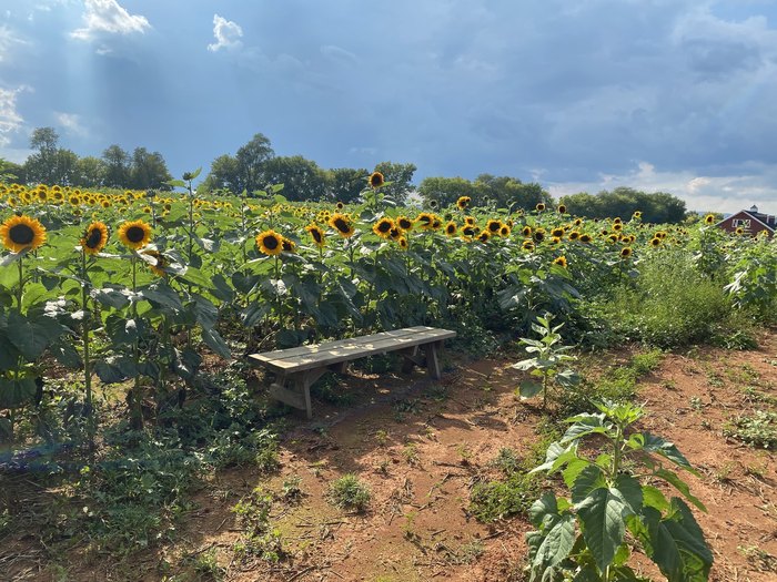 Attend The Annual Liberty Mills Sunflower Festival In Virginia