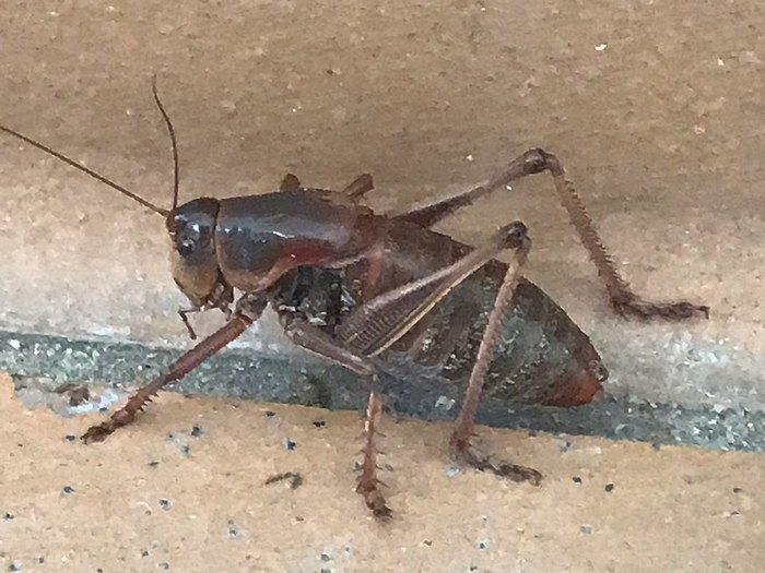giant cricket