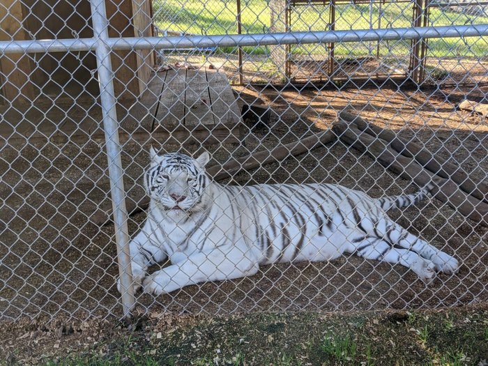 Preciousness! Go See the Baby Tigers Friday at the Milwaukee