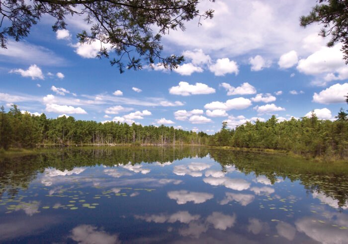 See The Perseid Meteor Shower In NJ At Penn State Forest