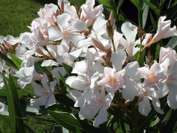 Oleander: A Deadly Plant Growing In Florida Yards
