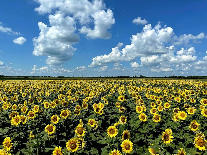 sunflower festival in Hebron, Illinois