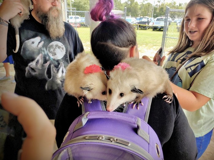 Wausau Has A Possum Themed Festival In Florida