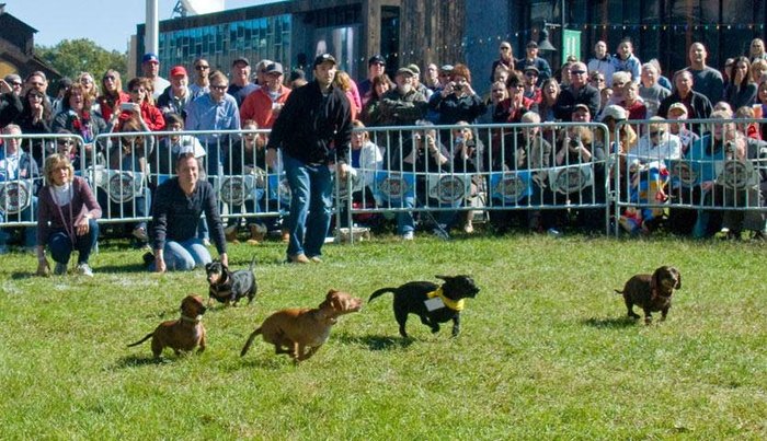 People cheer tiny dachshunds on as they race.