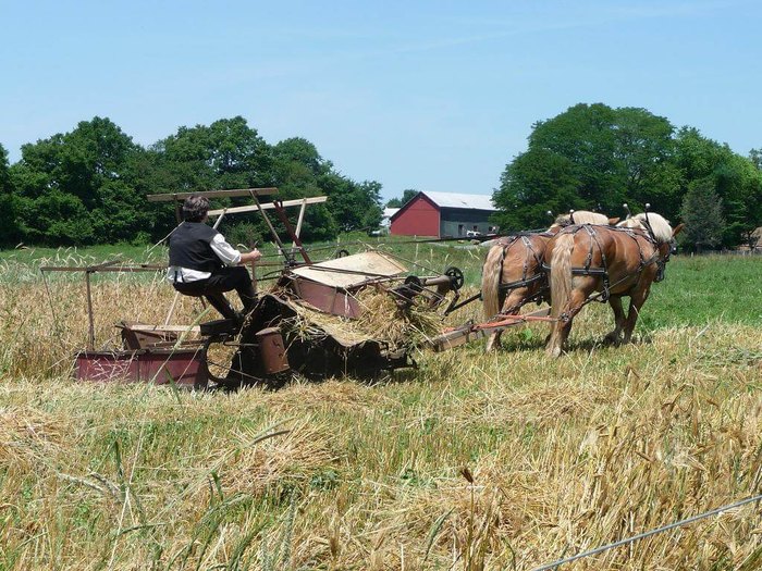A man sits on an old-fashioned plow with a horse.