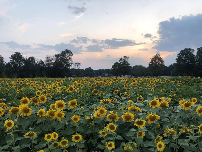 A 'field of her dreams': Man plants thousands of sunflowers to