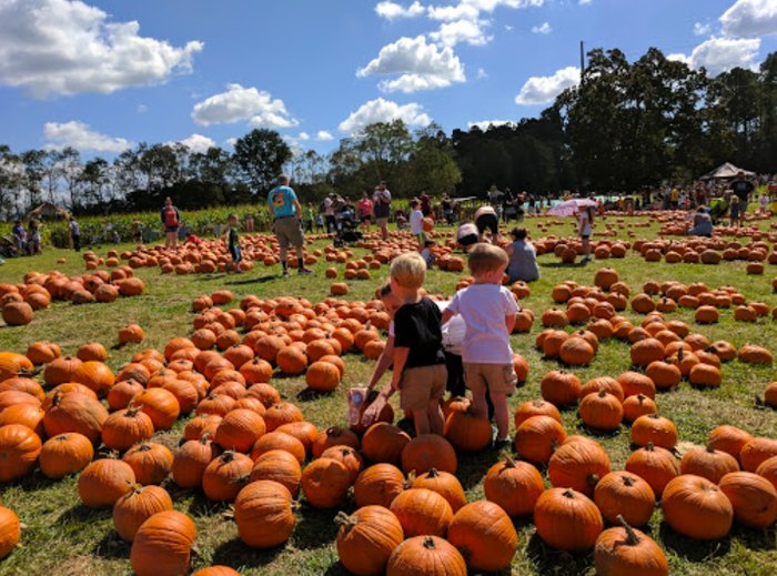 The 4 Best Pumpkin Patches In Louisiana